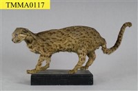 石虎藏品圖，第8張